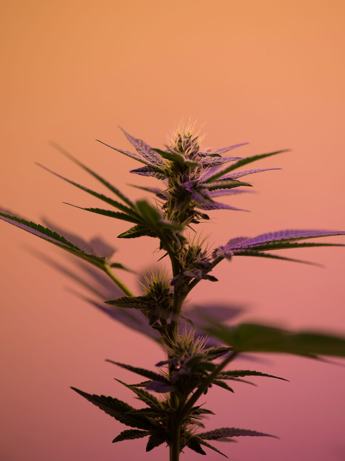Cannabis Flower starting to bloom